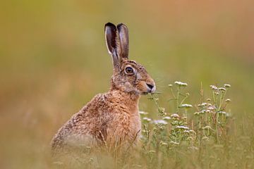 European hare (Lepus europaeus) sitting in a green meadow eating herbs in the early morning by Mario Plechaty Photography