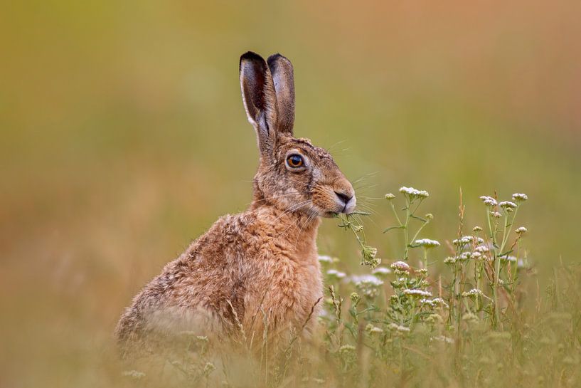 Feldhase (Lepus europaeus) sitzt auf einer grünen wiese und frisst Kräuter am frühen morgen von Mario Plechaty Photography
