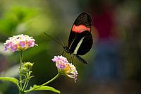 Schmetterling