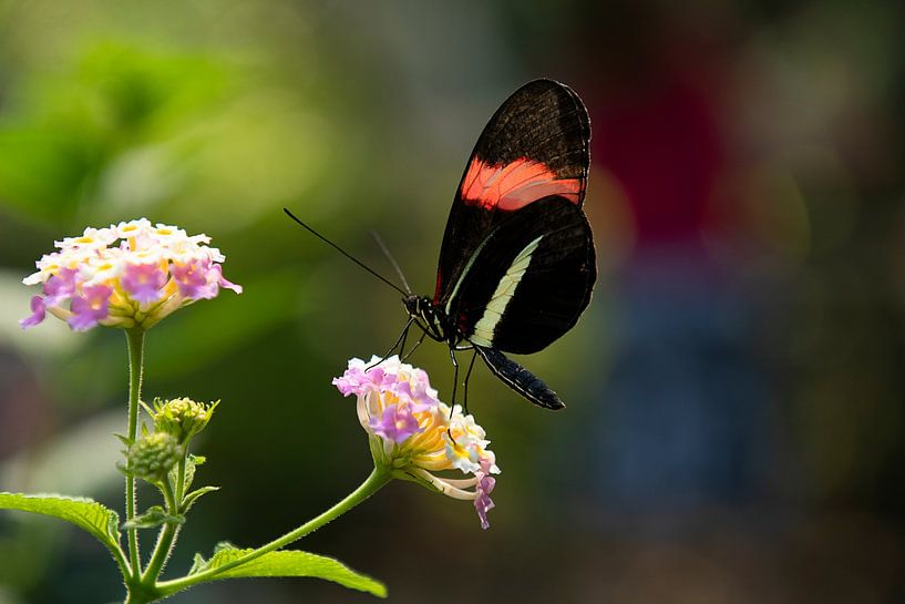 Butterfly by Elma Nengerman
