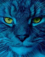 Close up Main Coon