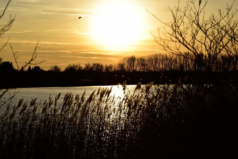 Sonnenuntergang mit Vogel von Marcel Ethner