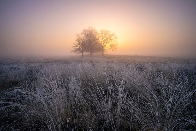 Frozen fields of Deelen by Jeroen Lagerwerf