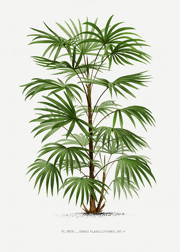 Xxxvi Rhapis F