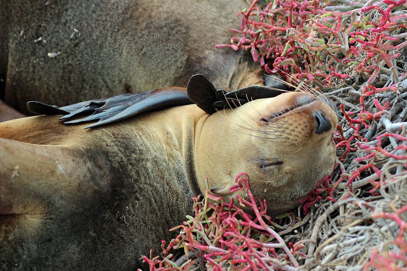 Seelöwe Galapagos von Marieke Funke