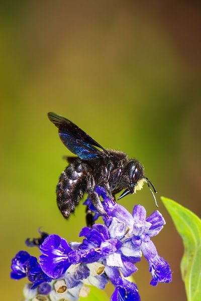 Carpenter bee on a sage blossom by ManfredFotos
