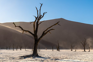 Dead camel thorn in front of a dune in Deadvlei