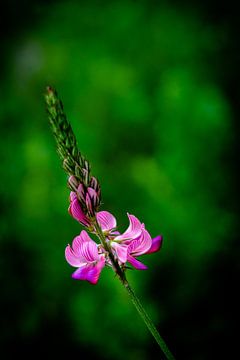Eine hübsche rosa Lupine in friedlicher grüner Umgebung von Robbert De Reus