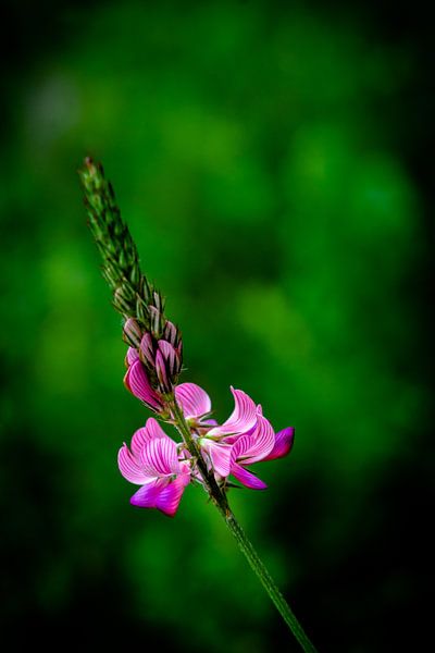 Een mooie roze lupine in rustige groene omgeving van Robbert De Reus