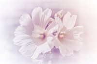 Witte bloemen in pastel kleur