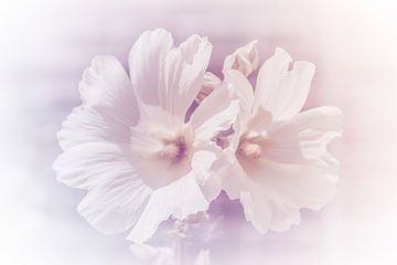 Weiße Blumen in Pastellfarbe von Consala van  der Griend