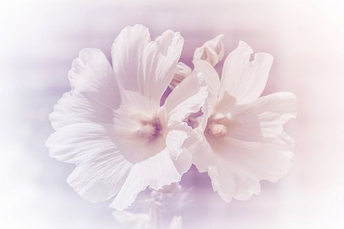 White flowers in pastel color