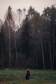The Spirit of the Forest – Bear in the Distance by Milene van Arendonk