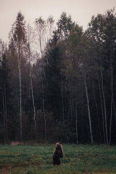 The Spirit of the Forest – Bear in the Distance