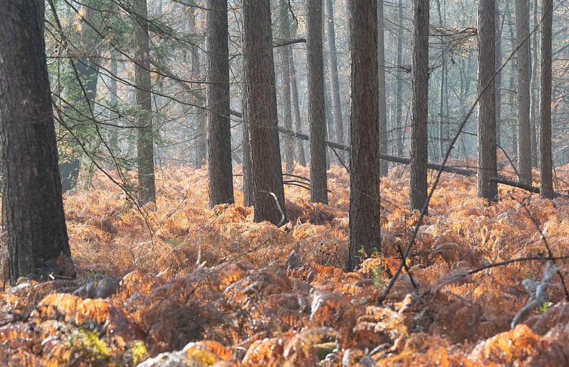 Autumn forest on the Utrecht Ridge by Peter Haastrecht, van