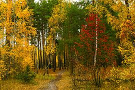 in the autumn forest by Mykhailo Sherman