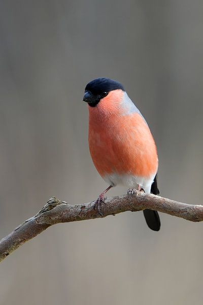 Bullfinch by Wim Frank