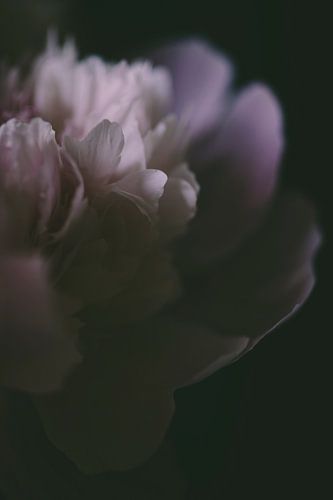 Close-up van een pioenroos