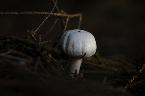 Ee mushroom in the dark forest