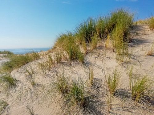 Des dunes en mouvement