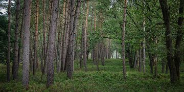 Ein Pfad zwischen Bäumen von John Goossens Photography