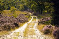 Wandelpad op de Meinweg