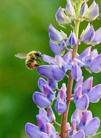 paarse bloem met snoepende bij