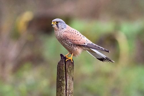 Kestrel