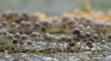 paddenstoelen in grote groep van joyce kool