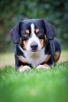 Miko, onze 3-jarige Entlebucher Sennenhond