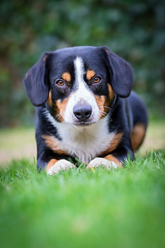 Miko, onze 3-jarige Entlebucher Sennenhond