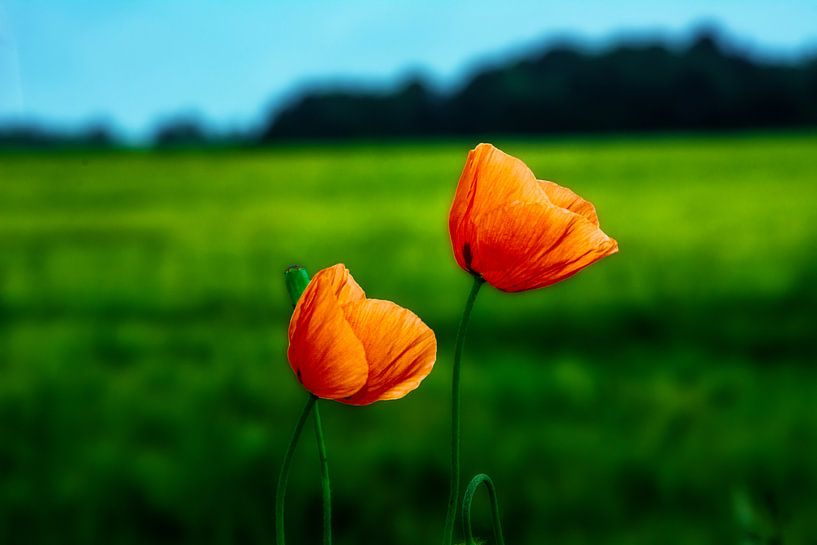 Mit Analogen Objektiv Wald Blume Wiese Feld Nebel von Johnny Flash