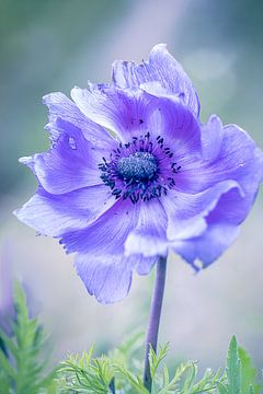 Purple flower power