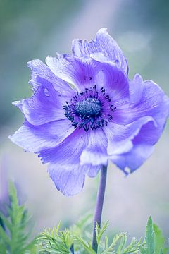 Purple flower power by natascha verbij