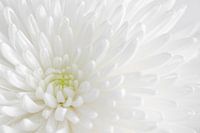 White chrysanthemum up close 4