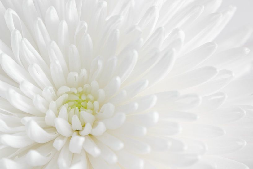 Weiße Chrysantheme aus der Nähe 4 von Jaap Tanis