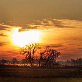 De zon gaat op boven de Biesbosch - Gouden moment van Jan Jansen Natuurfotografie