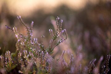 Fleurs de bruyère violette sur le veluwe sur Karijn | Fine art Natuur en Reis Fotografie