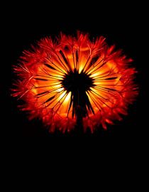 „Ember Dandelion IX“ von Ember Bloom