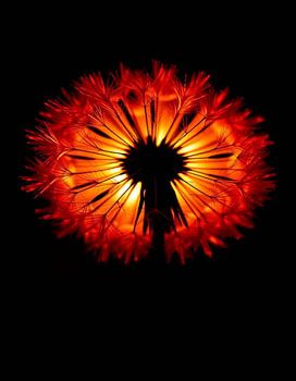 « Ember Dandelion IX »