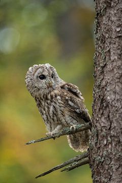 Tawny Owl ( Strix aluco ) perched on a dry branch of a tree, bright eyes, watching curious, attentiv by wunderbare Erde