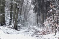 Winter Wonderland