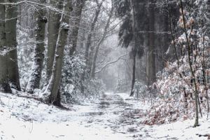 Winter-Wunderland
