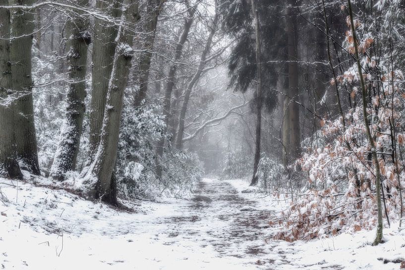 Le pays des merveilles de l'hiver par Connie de Graaf