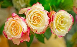 Drei cremefarbene und rosa Rosen