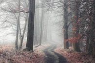 Une route forestière dans le brouillard par Peschen Photography Aperçu