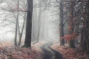 Forest road in the fog