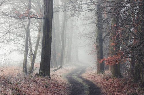 Bosweg in de mist