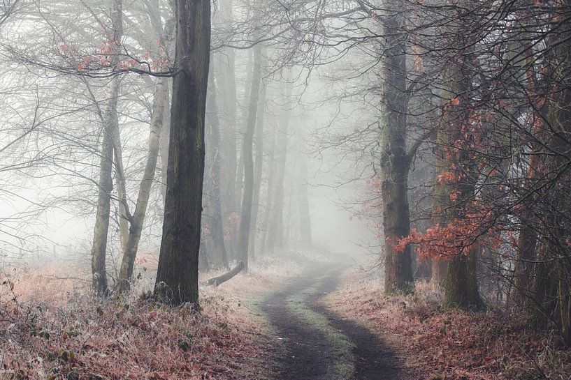 Une route forestière dans le brouillard par Peschen Photography