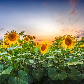 Sonnenblumen am Abend von Melanie Viola